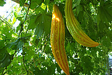 Момордика - это вьющееся растение с желтыми  уединенными мужскими и женскими цветами