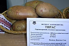 Інституту картоплярства - выращивание картофля